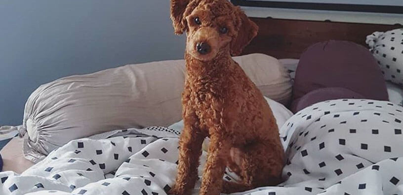 A dog sitting on top of a bed.