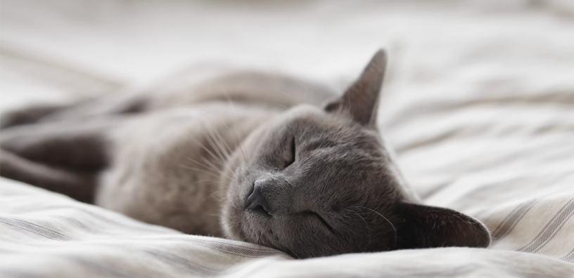 A grey cat sleeping on the bed.