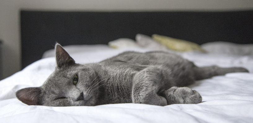 A cat lying comfortably on the bed.