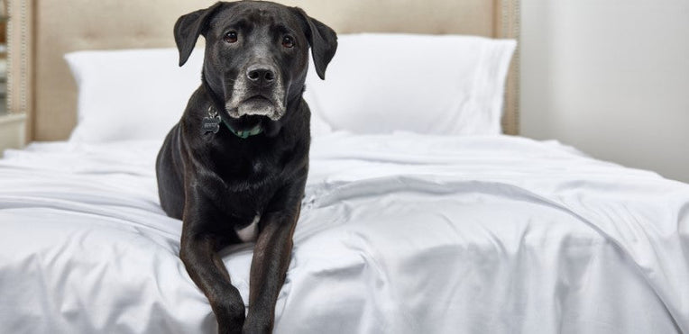 Bamboo or Cotton Sheets: Which is Better?