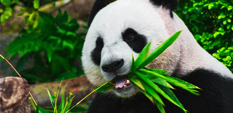 A panda eating some bamboo.