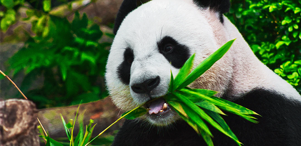 10 Incredible Facts About The Bamboo Plant & Bamboo Viscose