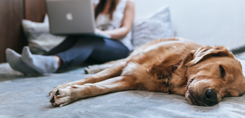 A woman is using her laptop while her dog is sleeping on her bed.