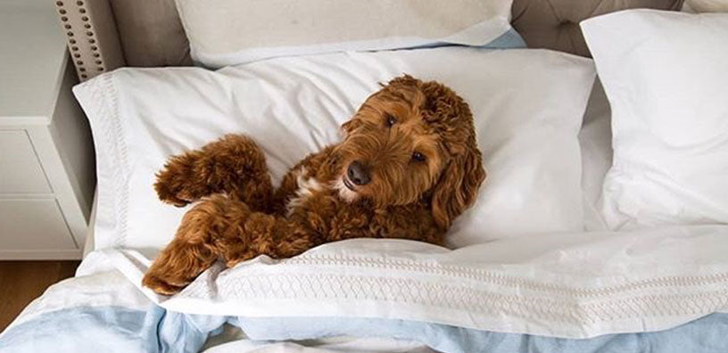 A dog covered in sheets on the bed.
