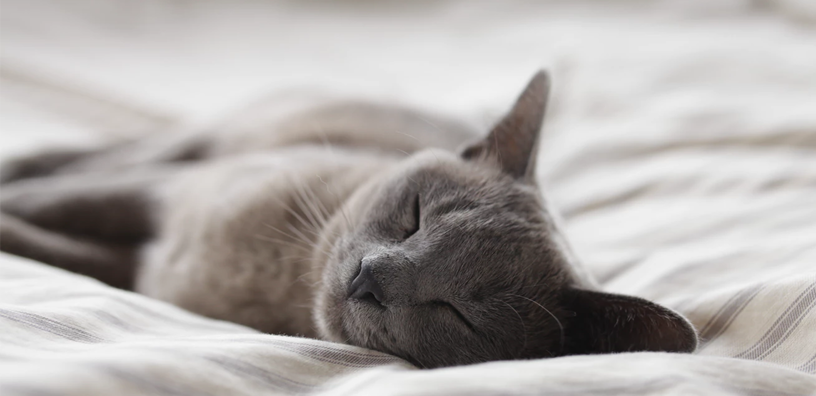 grey-cat-sleeping-on-bed