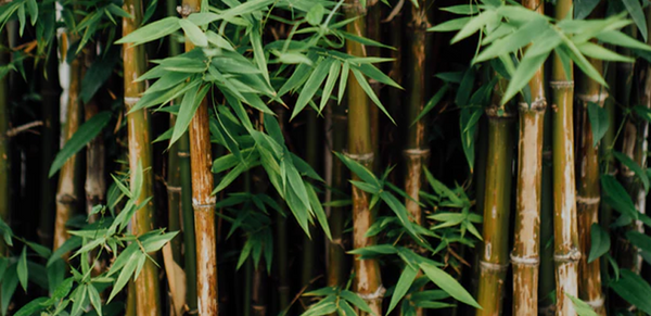 Bamboo and You: The Benefits of Bamboo Viscose Sheets
