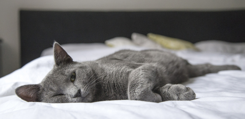 How to Make Your Home Cat-Friendly