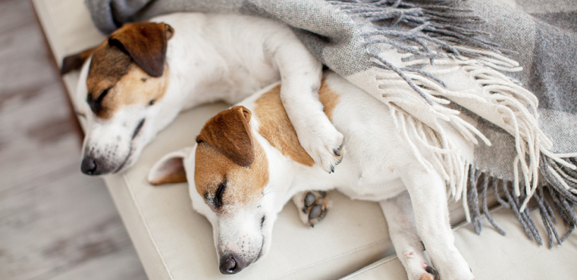 Two dogs are sleeping well on a couch.