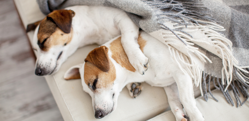 International Dog Day: 5 Ways to Keep Your Home Fresh & Odor Free