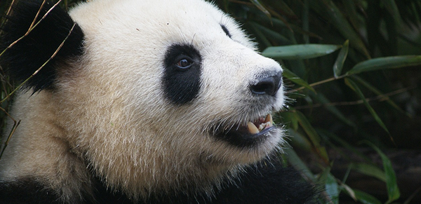 10 Incredible Facts About Pandas