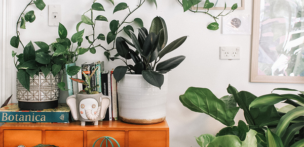 7 Houseplants for Low Light Spaces
