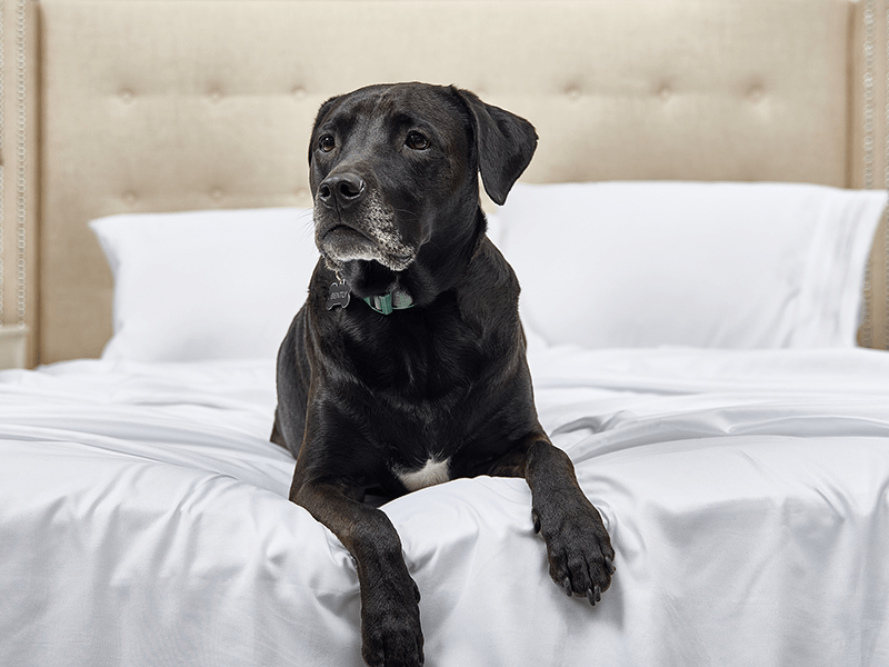 A dog resting comfortably on a bed with Cosy House Collection bedding.