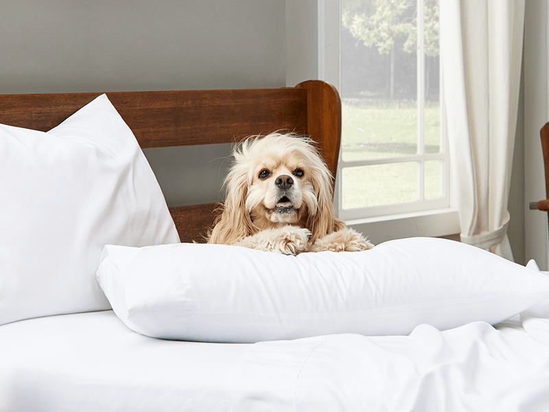 A cute dog sitting comfortably on a bed filled with pillows, radiating a sense of calm and relaxation.
