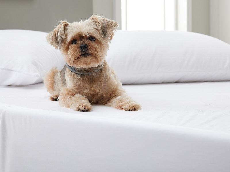 A cute little dog sitting happily on a bed, enjoying its cozy spot.